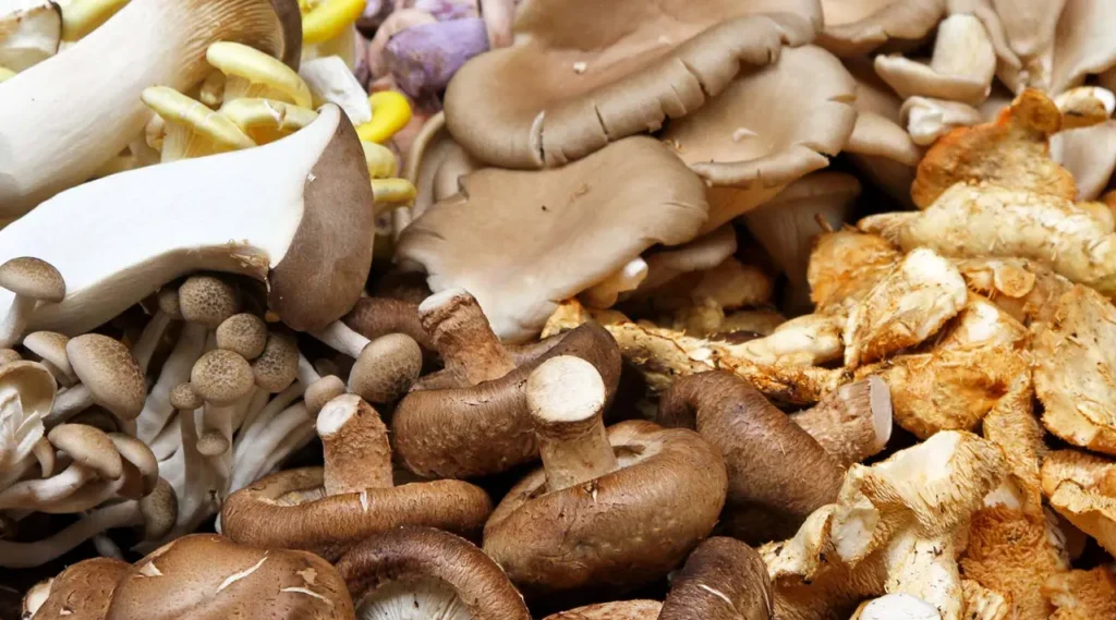 Spotlight on the Star Ingredient: Mushrooms