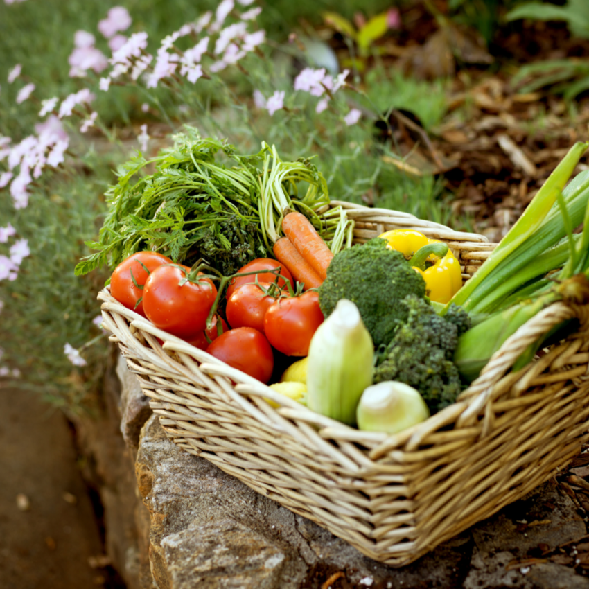 Fresh Vegetables